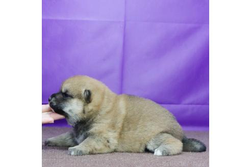 成約済の愛知県の柴犬-367370の3枚目